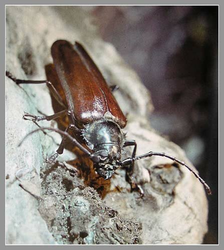 Павел Корзунович. Уссурийский реликтовый дровосек Callipogon relictus Semenov, 1898 (Cerambycidae). Достигает размеров 11 см!