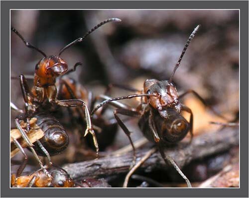 Павел Корзунович. Характерная поза угрозы муравьев. БЕРЕГИСЬ – муравей подгибает свое брюшко и приподнимается на ногах, как буд-то хочет обрызгать кислотой. А когда он кусает на самом деле, он подгибает брюшко к челюстям. Из конца брюшка кислота таким образом попадает в ранку. Муравей «стреляет» кислотой до 30 см.