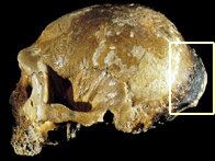 Затылочный бугор неандертальского черепа из Маунт Чичеро, Италия.