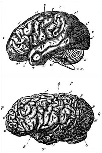 Oben – das Gehirn einer Negerfrau; unten – das Gehirn des deutschen Mathematikers Gauß (Nach Karl Vogt)